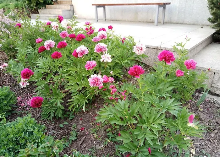 Apartment M&r Apartament: Airport-adjacent Business With Terrace *