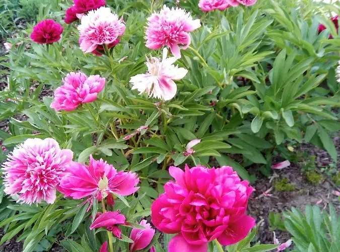 M&r Apartament: Airport-adjacent Business With Terrace